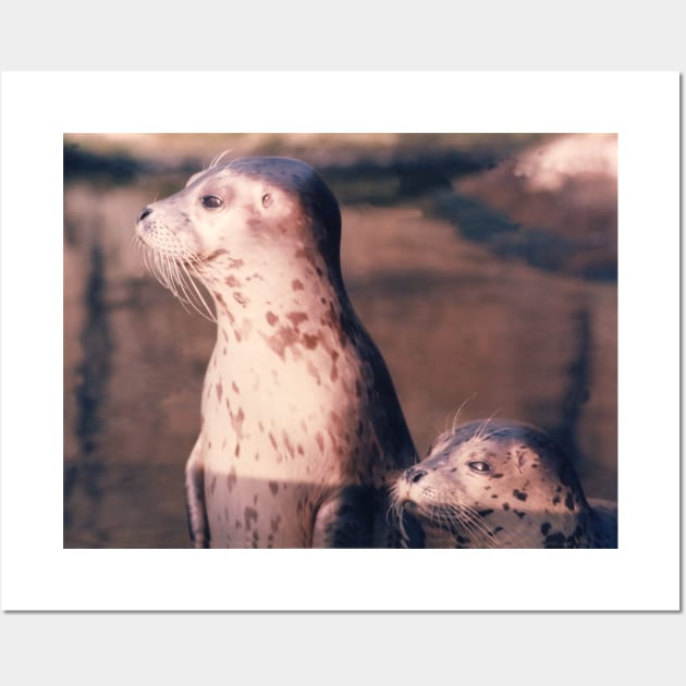 Baby Seals . Wall Art by Canadaman99